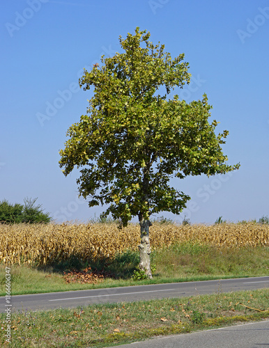 One deciduous tree at corn maize fields summer day