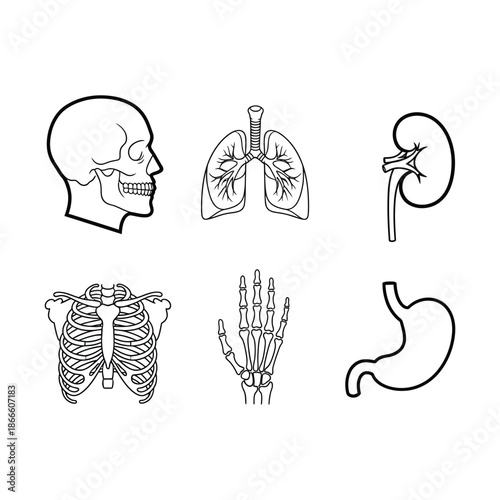 Illustrative depiction of human internal organs and skeletal structure in line art