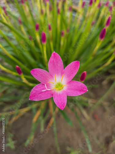 Zephyranthes carinata pink rain lily in bloom.