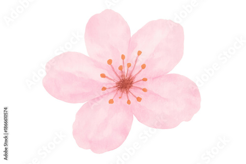Pink watercolor sakura cherry blossom flower on transparent background