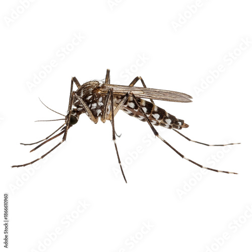 Mosquito in Detail: Macro shot reveals intricate structure of the tiny mosquito, its delicate wings poised for flight, highlighting its significance in the environment.
