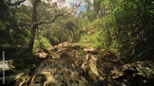 Serene forest collection, Calm natural environment showing botanist collecting samples beside tranquil creek