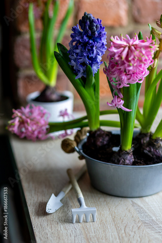 Fresh floral home decor, Easter holiday preparation. Hyacinth bright pink, violet flowers with bulbs in metal pot. Gardening tools, leisure and hobby concept. Wooden background, springtime