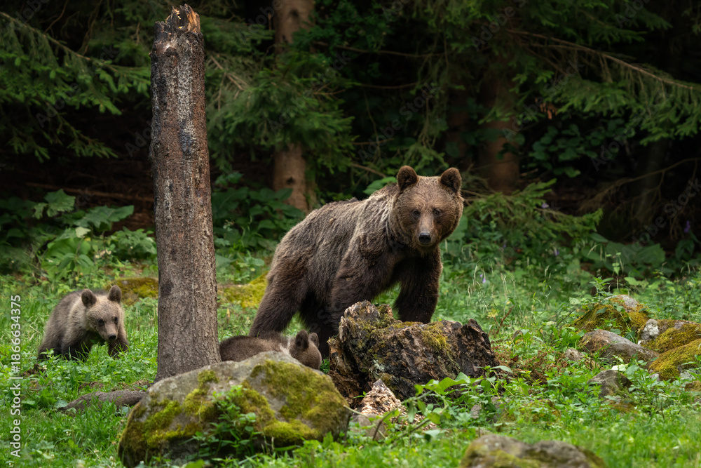 Fototapeta premium The brown bear is searching for food in the forest. A female bear with its cubs in the forest. A bear in the Carpathian Mountains in Romania.