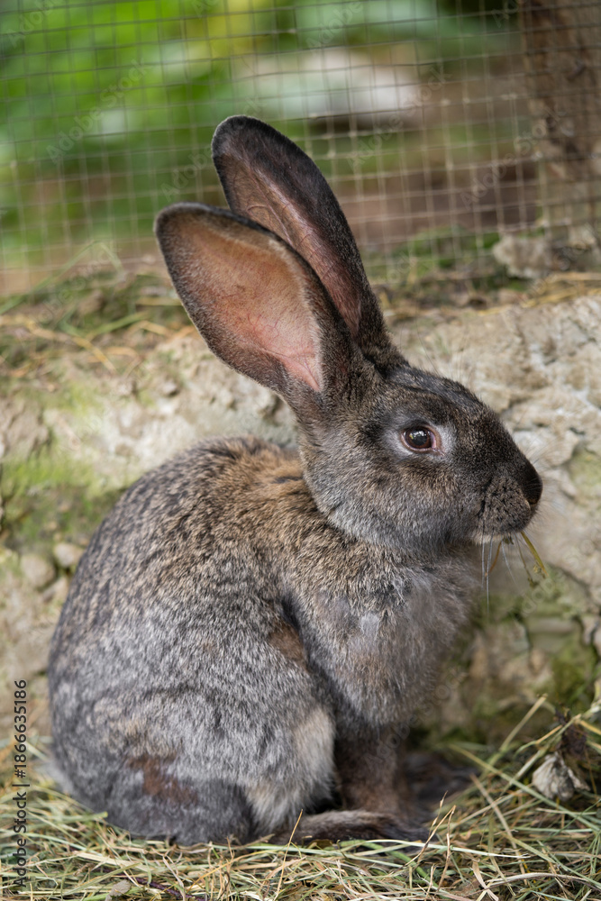 Fototapeta premium a beautiful grey domestic rabbit is grazing and walking in the enclosure outdoors
