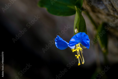 Beautiful blue dayflower blooming against dark natural background in autumn field