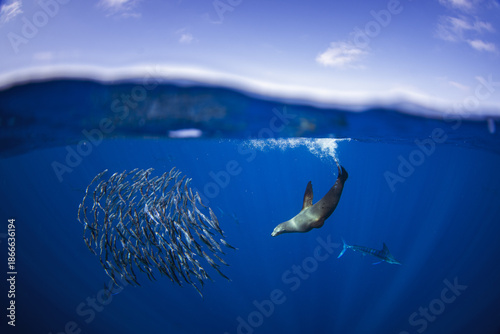California sea lion hunt in schools of sardines. The zalophus californianus hunts in the clear blue waters near Magdalena Bay in Mexico. 