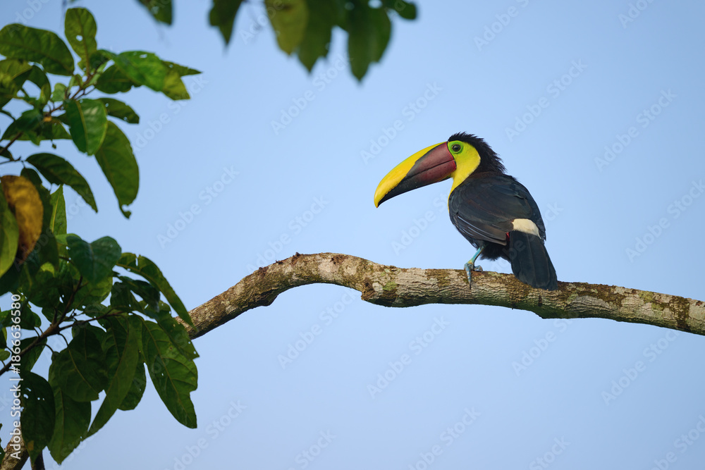 Fototapeta premium Black-mandibled Toucan perched on branch in Costa Rica rainforest