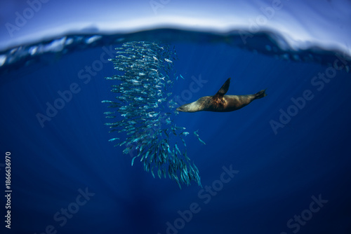 California sea lion hunt in schools of sardines. The zalophus californianus hunts in the clear blue waters near Magdalena Bay in Mexico. 