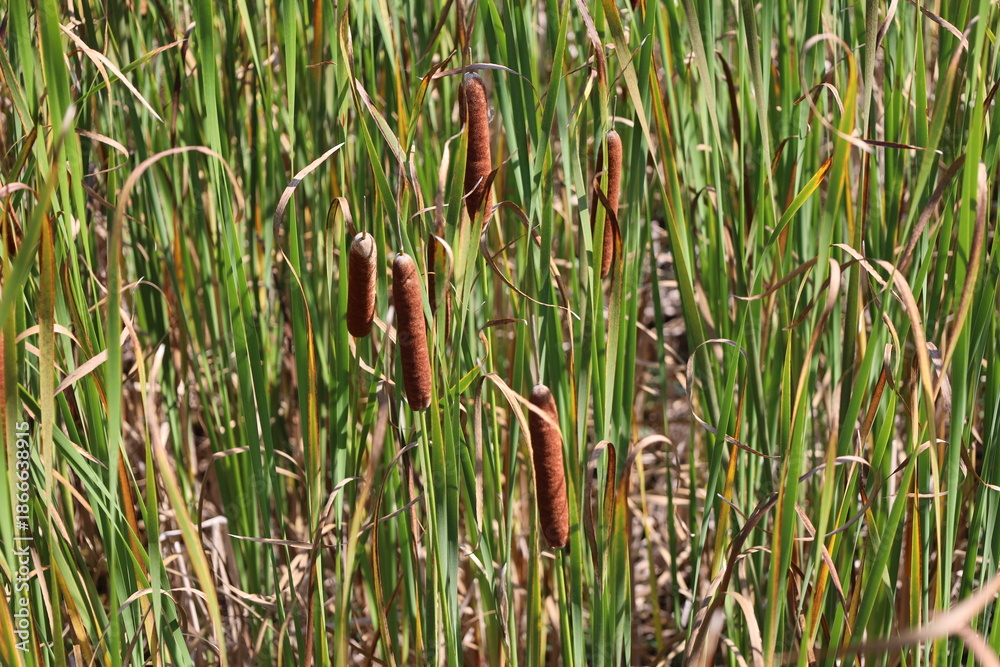Obraz premium brown cattails, slender green, orange autumn colors of bullrushes (reeds) in sunshine (macro, close-up)