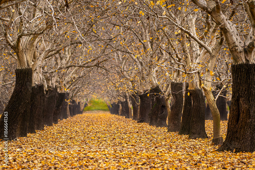   Rows of Walnut Trees in Fall in the Sacramento Valley, California, USA