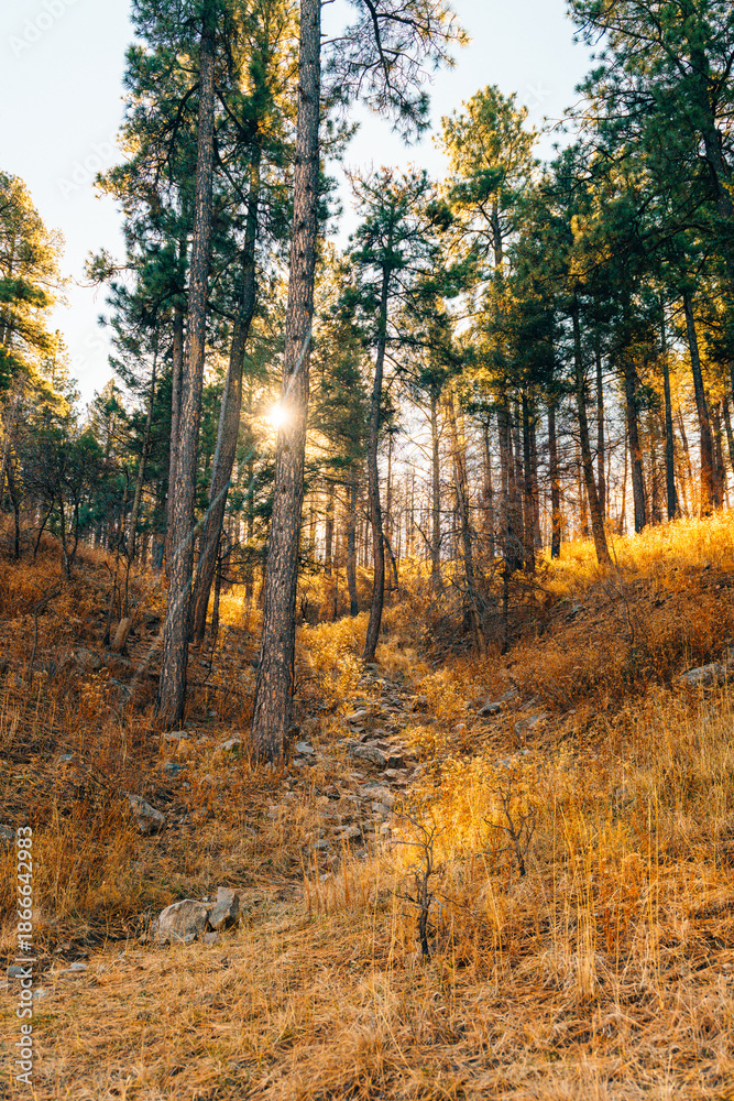 Obraz premium sunlight through pine forest in autumn