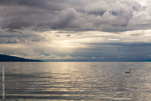 beautiful landscape of swans swimming on the lake in cloudy weather