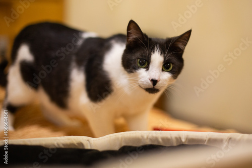 beautiful domestic fluffy black and white cat in the house with his toys