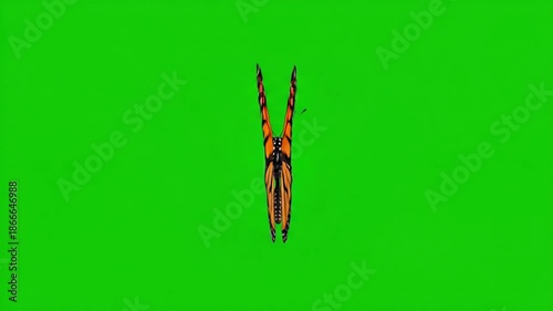 Monarch butterfly on a vibrant green screen background, ready for compositing, Monarch butterfly with wings spread open in front of a solid green backdrop
