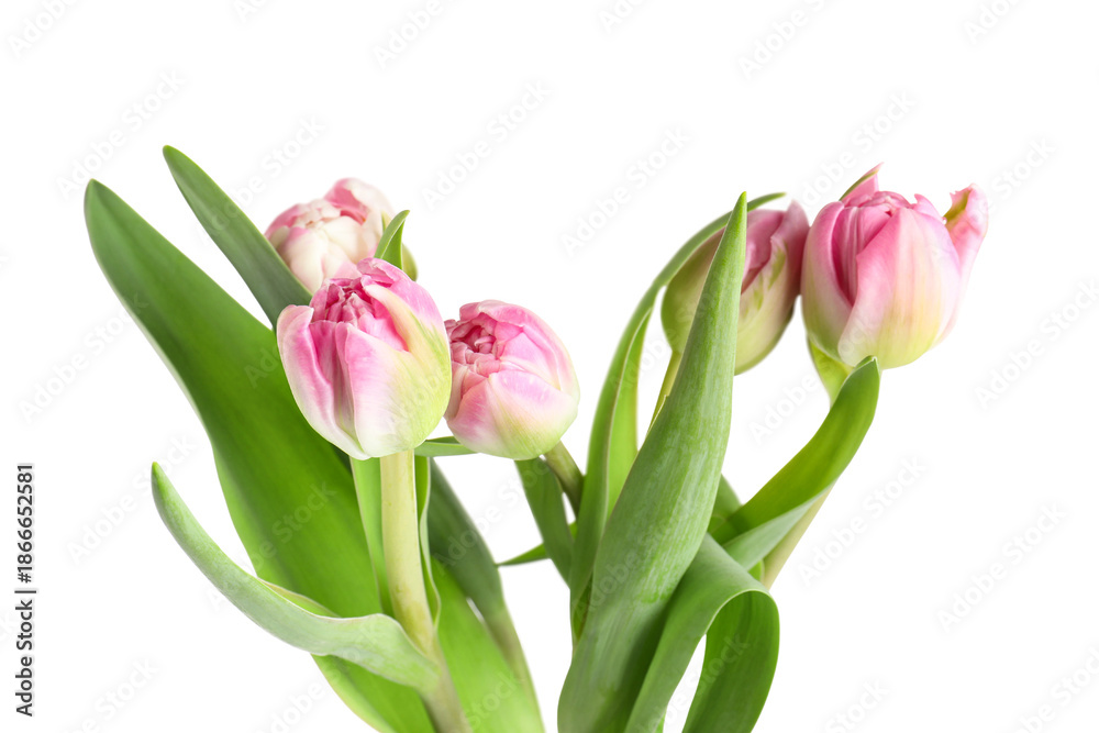 Obraz premium Pink tulip flowers on white background