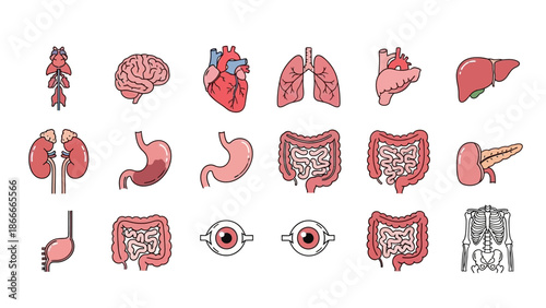 Human Anatomy Icon Set Showing Internal Organs and Biological Structures
