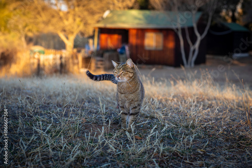 African Wild Cat on Camp