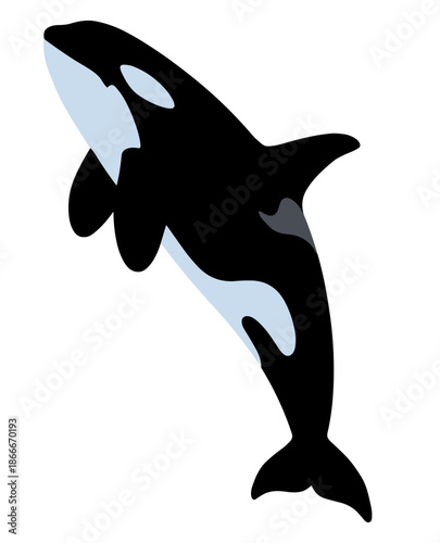 Orca Killer Whale Vector Illustration