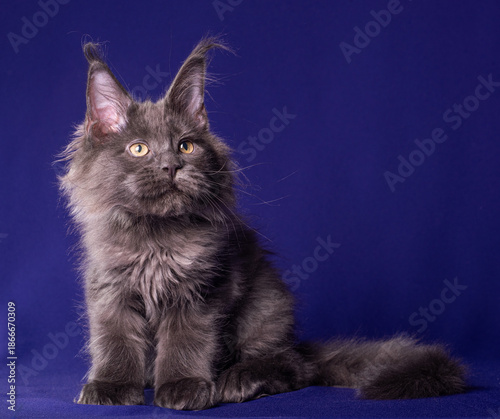Adorable cute maine coon kitten on blue background in studio, isolated.