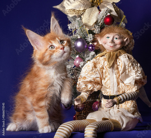 Beautiful Maine Coon kitten on the background of the Christmas tree.