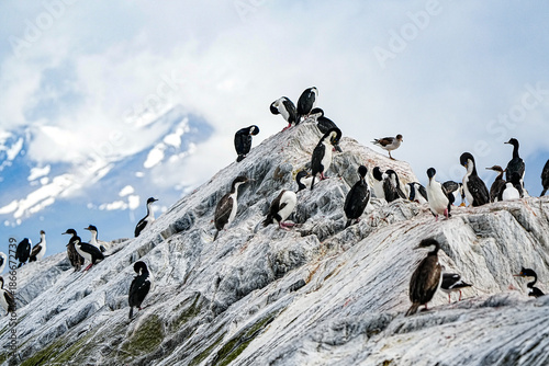 Imperial Shag Leucocarbo atriceps, Ushuaia Argentina