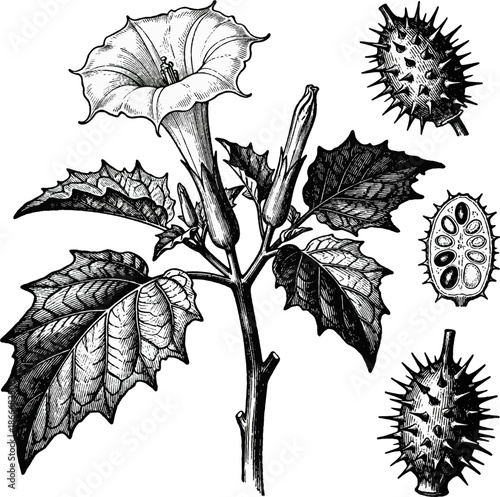 Vintage Botanical Engraving of Datura Stramonium Plant Featuring Trumpet Flowers, Spiky Fruits, Seeds, Leaves, and Stems – Black and White Line Art Illustration