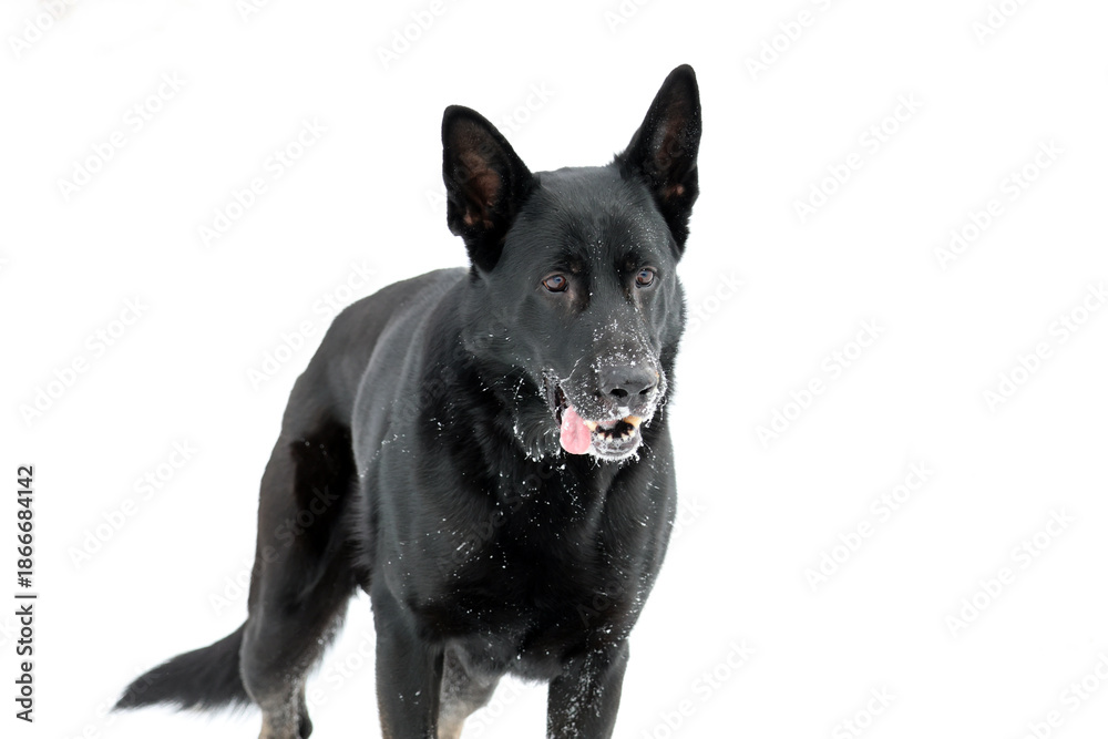 Fototapeta premium Portrait of a black german shepherd dog