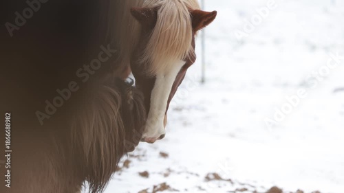 Calm interaction between a Noriker draft horse gelding and a Shetland pony in a snowy paddock scene