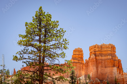pine tree at bryce canyon