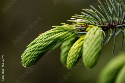 Spruce Tips are a popular ingredient in an array of foods and beverages in Alaska.
