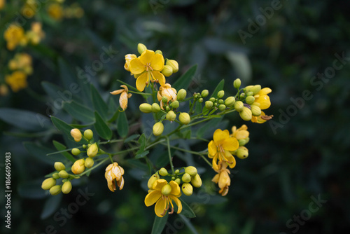 фотографія privet Senna flowers