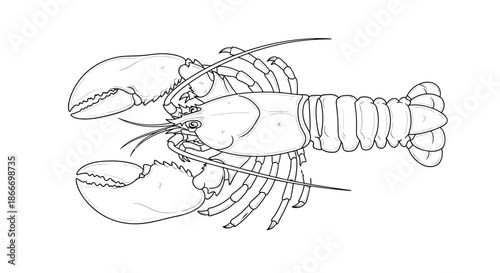 Detailed black and white line art illustration of a lobster a marine crustacean known for being a seafood delicacy.