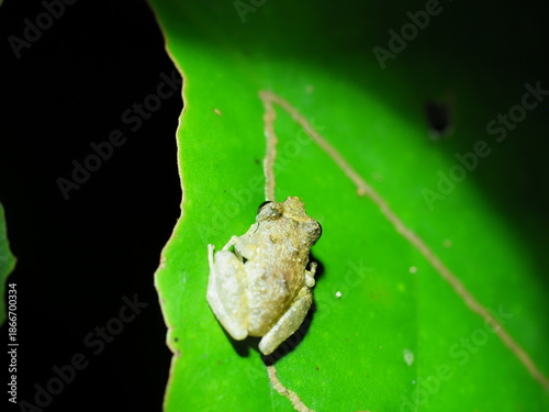 Pacific dink frog on leaf
