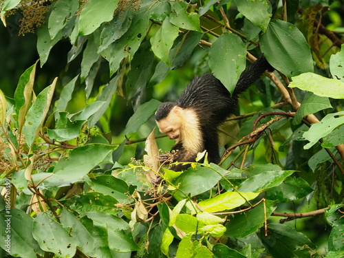 Vászonkép White-faced capuchin monkey
