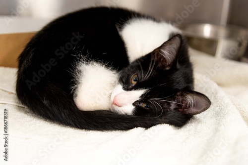 Sleeping Black and White Kitten in Animal Shelter Care