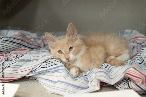 Fluffy Orange Kitten Resting on Blanket in Animal Shelter
