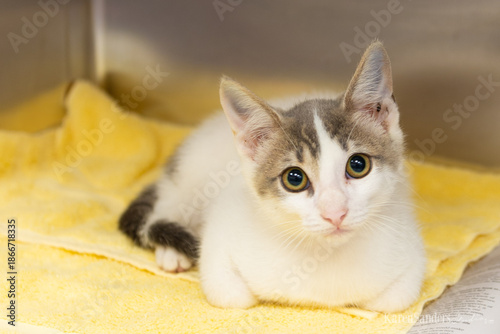 Adoptable Kitten Resting on Yellow Blanket in Animal Shelter