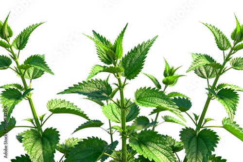 Green Stinging Nettles (Urtica dioica) with Leaves