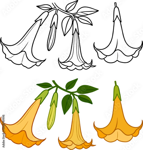 Botanical Flat Vector of Datura Trumpet Flowers: Black Line Art Outlines and Vibrant Orange Colored Versions with Green Leaves and Buds – Isolated Elements