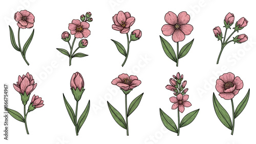 A vibrant collection of pink flowers and green leaves are beautifully illustrated in various stages of bloom on a white background.