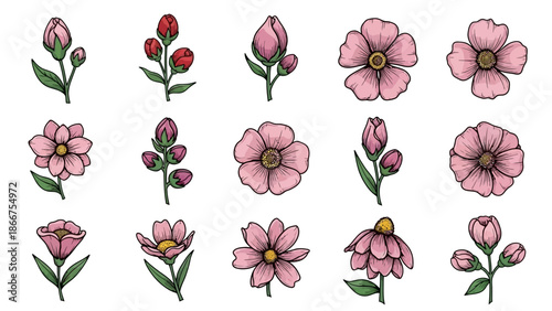 A vibrant collection of pink flowers and buds are arranged artistically on a white background for illustration purposes.