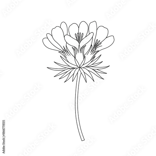 Elegant line art drawing of a single blossom flower isolated on white background