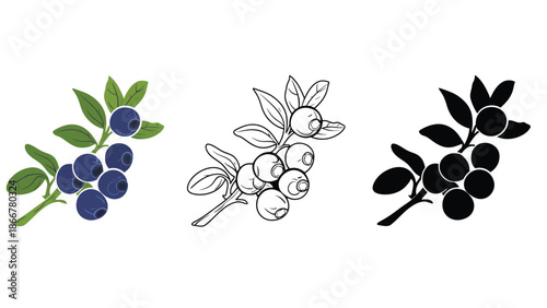 Blueberry branch illustrations in color and black