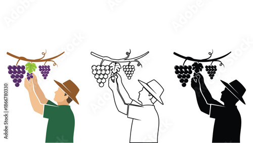 Farmer harvesting ripe grapes in vineyard