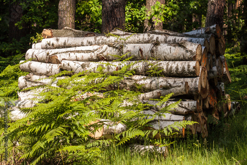 Fototapeta Naklejka Na Ścianę i Meble -  Kłody drzewa w lesie, wycinka leśna