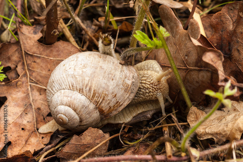 Canvastavla Piękny ślimak winniczek, Helix pomatia