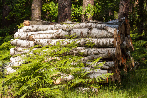 Fototapeta Naklejka Na Ścianę i Meble -  Kłody drzewa w lesie, wycinka leśna