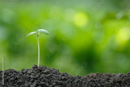 Photography Pale green seedlings sprout from fertile soil, symbolizing new life, hope, and sustainable business growth, against a beautiful green background