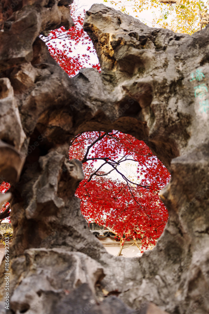Fototapeta premium Beautiful rock with a view of red maple leaves during the autumn foliage season in Suzhou
